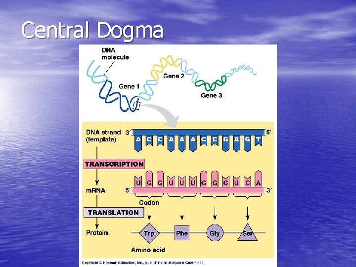 Central Dogma 