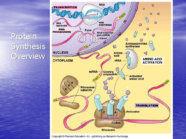 Protein Synthesis Overview 