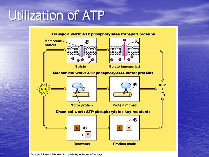 Utilization of ATP 