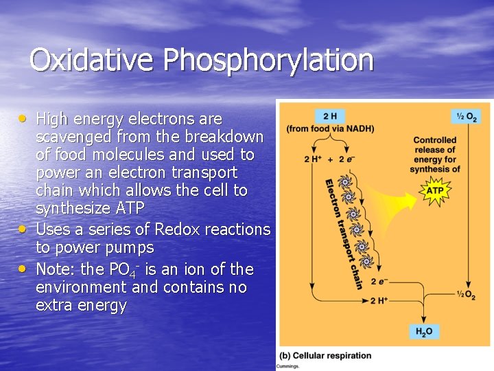 Oxidative Phosphorylation • High energy electrons are • • scavenged from the breakdown of