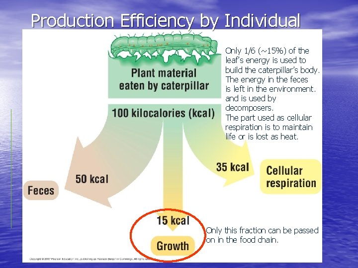 Production Efficiency by Individual Only 1/6 (~15%) of the leaf’s energy is used to