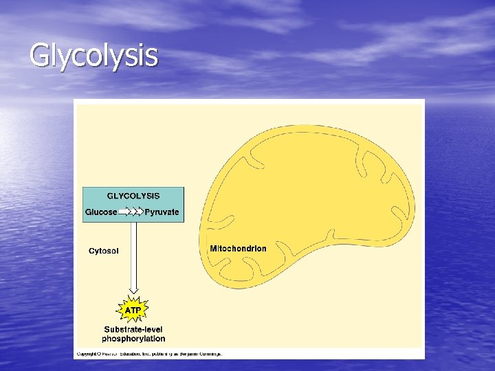 Glycolysis 