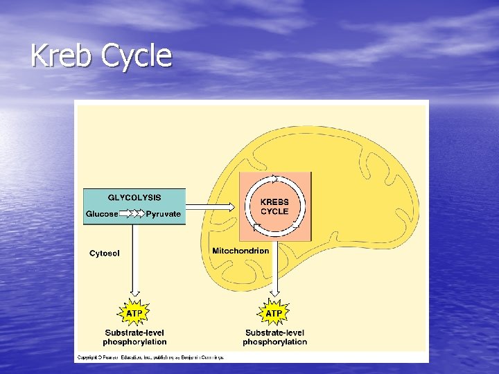 Kreb Cycle 