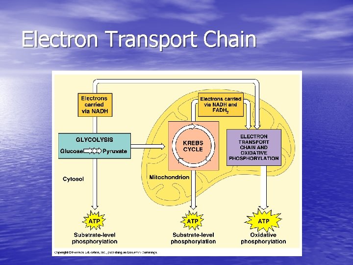 Electron Transport Chain 