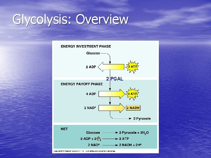 Glycolysis: Overview 2 PGAL 