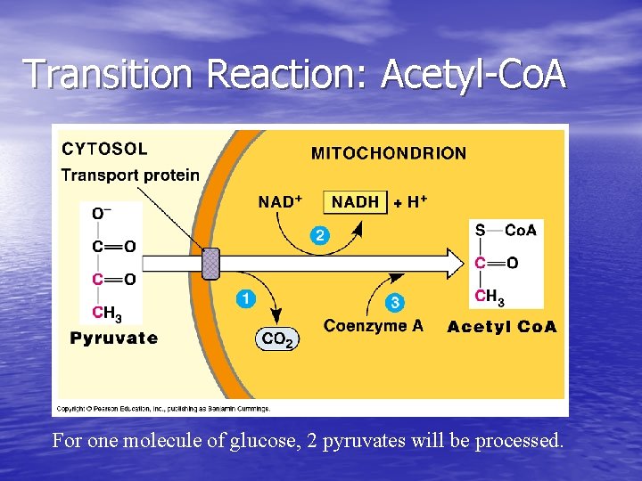Transition Reaction: Acetyl-Co. A For one molecule of glucose, 2 pyruvates will be processed.