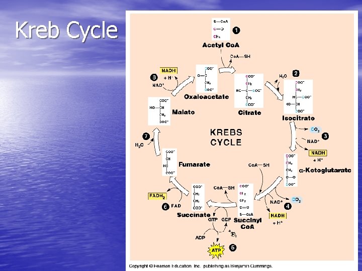 Kreb Cycle 