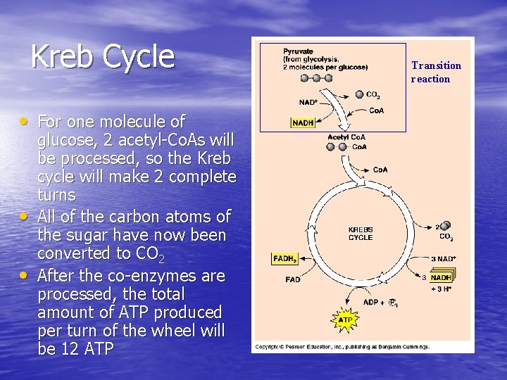 Kreb Cycle • For one molecule of • • glucose, 2 acetyl-Co. As will