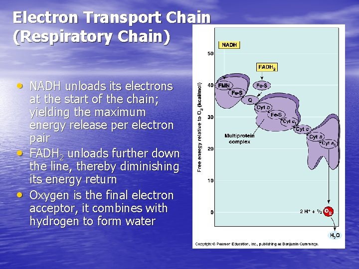 Electron Transport Chain (Respiratory Chain) • NADH unloads its electrons • • at the