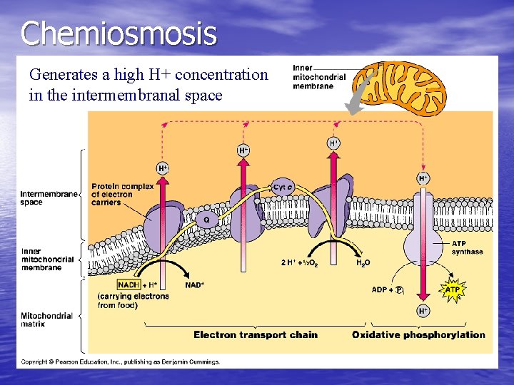Chemiosmosis Generates a high H+ concentration in the intermembranal space 