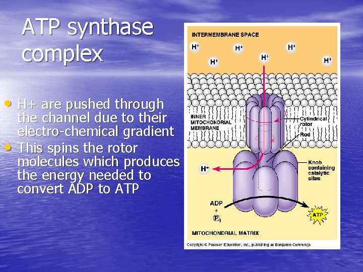 ATP synthase complex • H+ are pushed through • the channel due to their