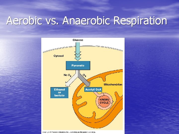 Aerobic vs. Anaerobic Respiration 