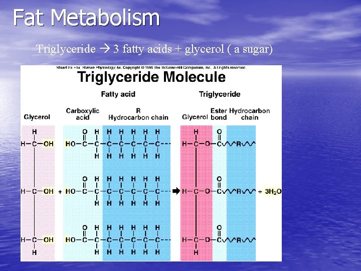 Fat Metabolism Triglyceride 3 fatty acids + glycerol ( a sugar) 