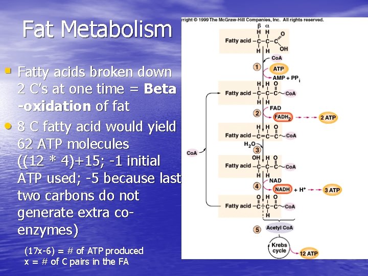 Fat Metabolism § Fatty acids broken down • 2 C’s at one time =