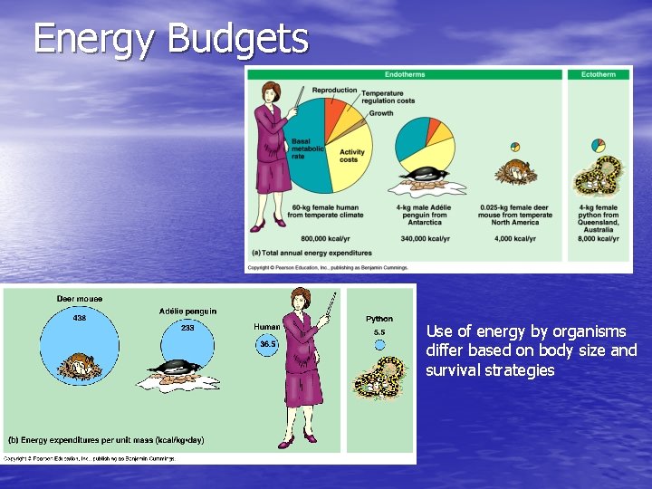 Energy Budgets Use of energy by organisms differ based on body size and survival