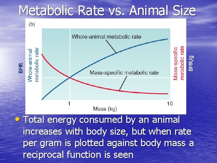  • Total energy consumed by an animal BMR/g BMR Metabolic Rate vs. Animal