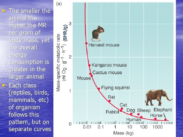  • animal the higher the MR per gram of body mass, yet the