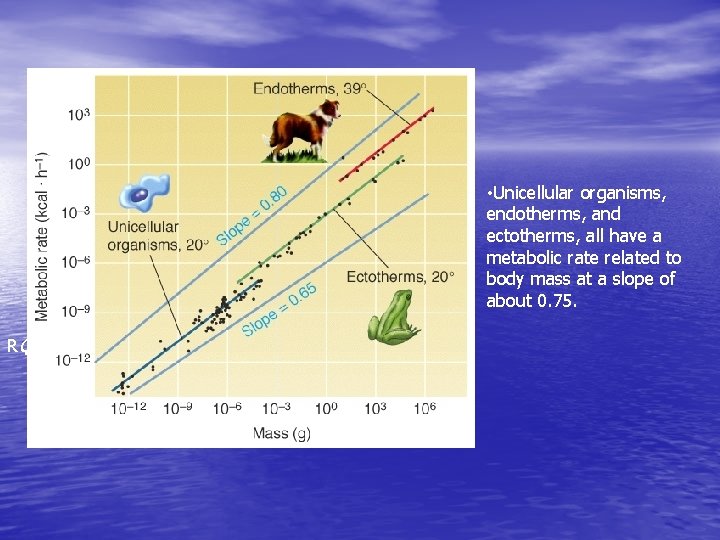  • Unicellular organisms, endotherms, and ectotherms, all have a metabolic rate related to