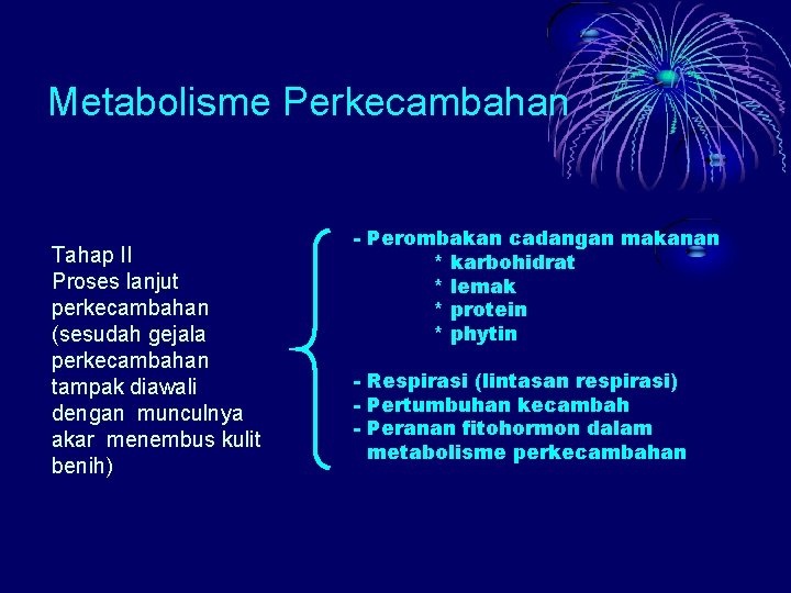 Metabolisme Perkecambahan Tahap II Proses lanjut perkecambahan (sesudah gejala perkecambahan tampak diawali dengan munculnya