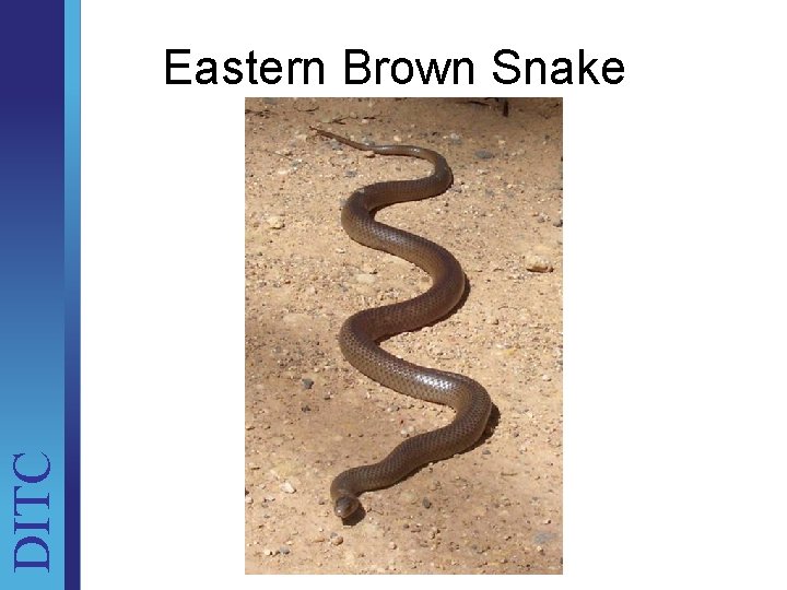 DITC Eastern Brown Snake Unit Brief 