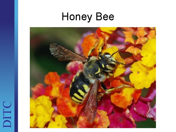 DITC Honey Bee Unit Brief 