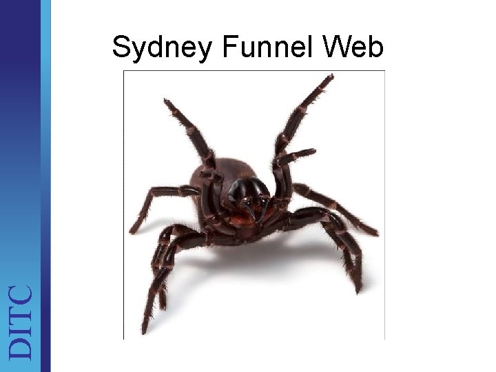 DITC Sydney Funnel Web Unit Brief 