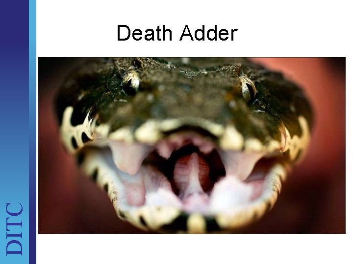 DITC Death Adder Unit Brief 