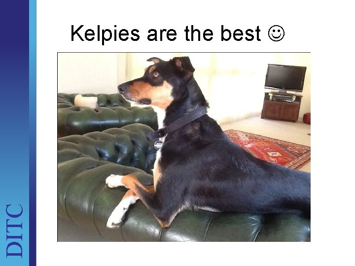 DITC Kelpies are the best Unit Brief 