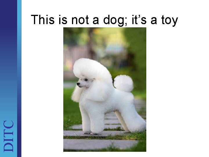 DITC This is not a dog; it’s a toy Unit Brief 