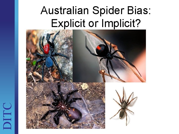 DITC Australian Spider Bias: Explicit or Implicit? Unit Brief 