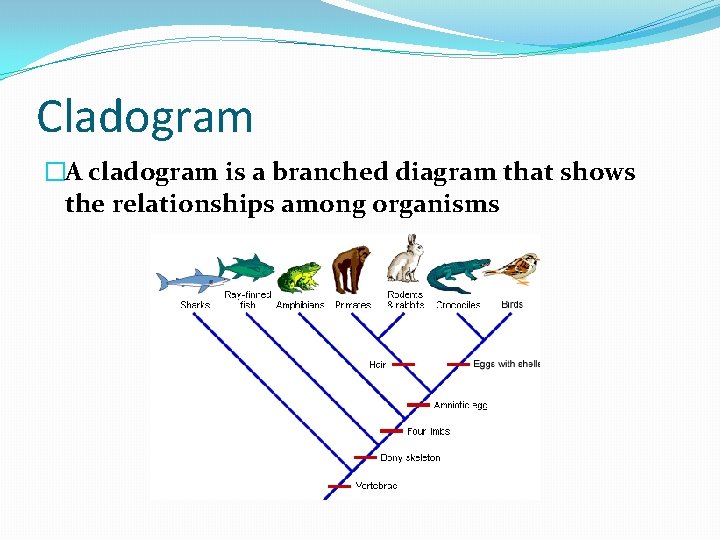 Cladogram �A cladogram is a branched diagram that shows the relationships among organisms 