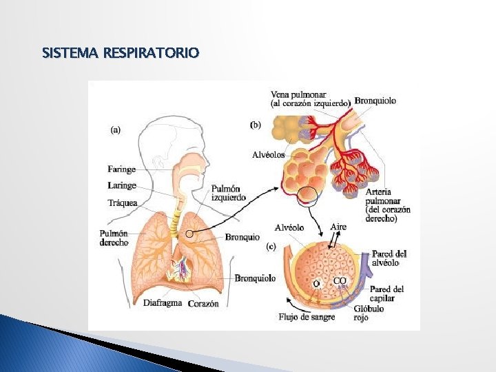 SISTEMA RESPIRATORIO 