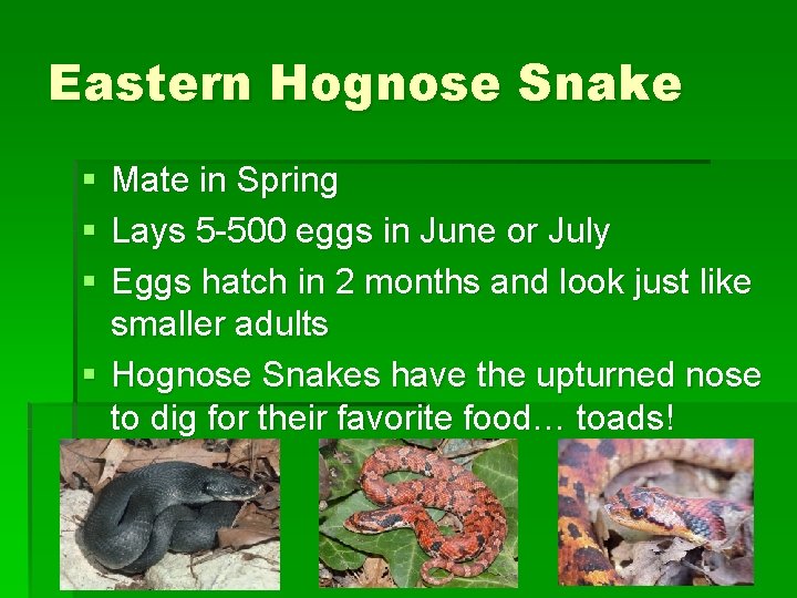 Eastern Hognose Snake § § § Mate in Spring Lays 5 -500 eggs in