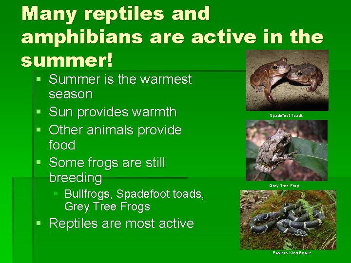 Many reptiles and amphibians are active in the summer! § Summer is the warmest