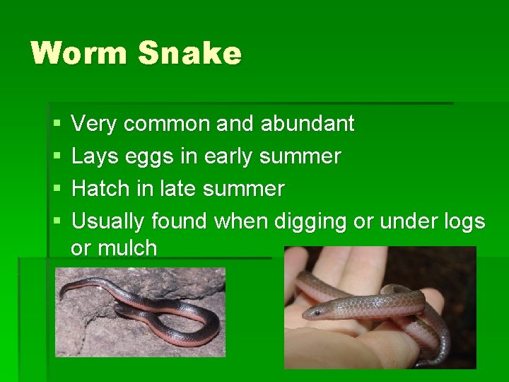 Worm Snake § § Very common and abundant Lays eggs in early summer Hatch