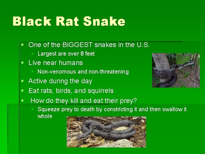 Black Rat Snake § One of the BIGGEST snakes in the U. S. §