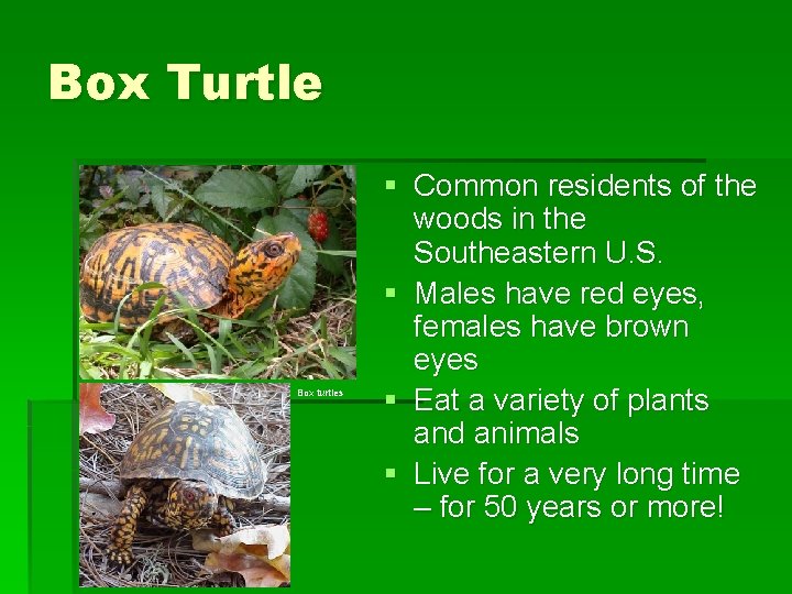 Box Turtle Box turtles § Common residents of the woods in the Southeastern U.