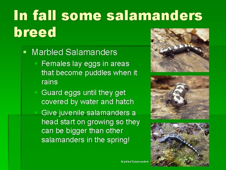 In fall some salamanders breed § Marbled Salamanders § Females lay eggs in areas