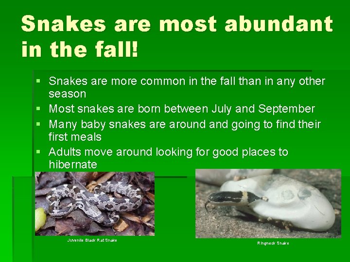 Snakes are most abundant in the fall! § Snakes are more common in the