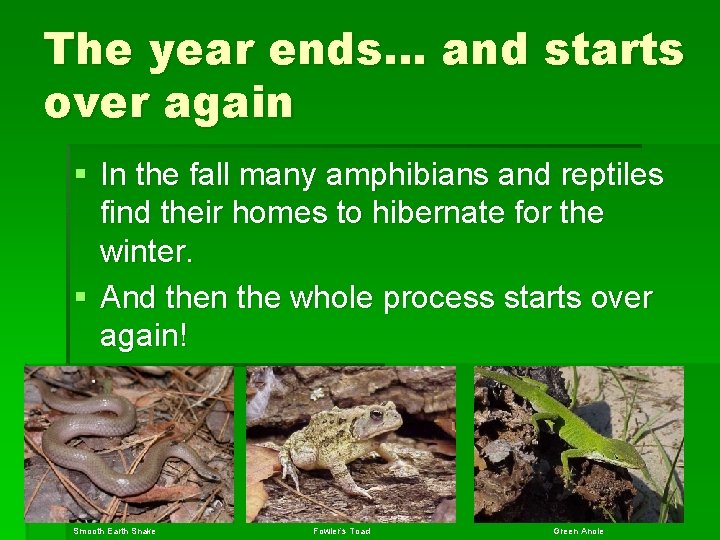The year ends… and starts over again § In the fall many amphibians and