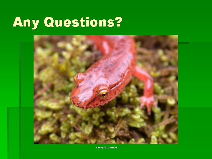 Any Questions? Spring Salamander 