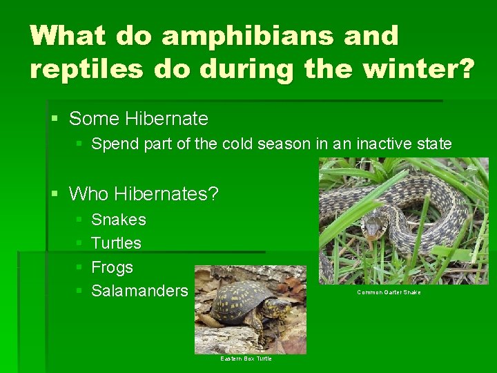 What do amphibians and reptiles do during the winter? § Some Hibernate § Spend