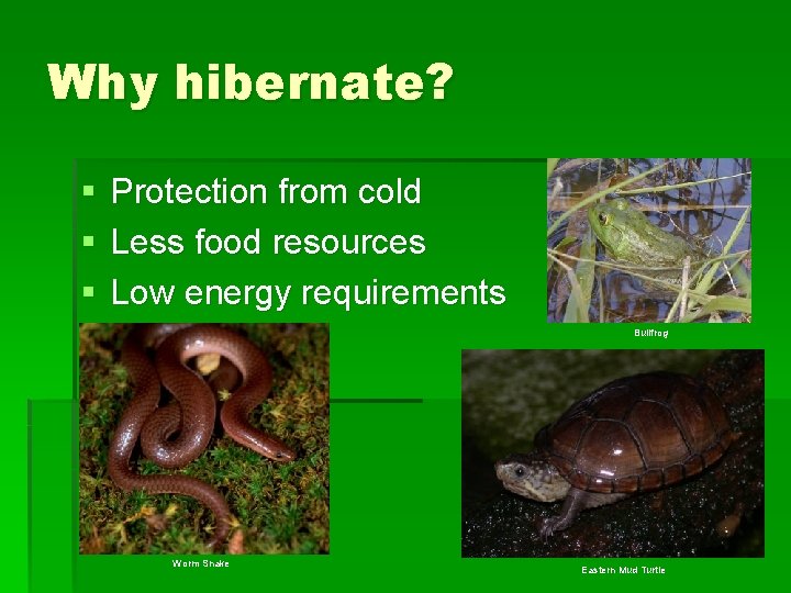 Why hibernate? § § § Protection from cold Less food resources Low energy requirements