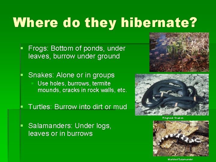 Where do they hibernate? § Frogs: Bottom of ponds, under leaves, burrow under ground