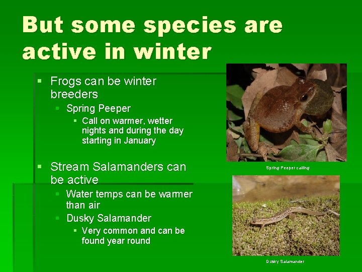 But some species are active in winter § Frogs can be winter breeders §