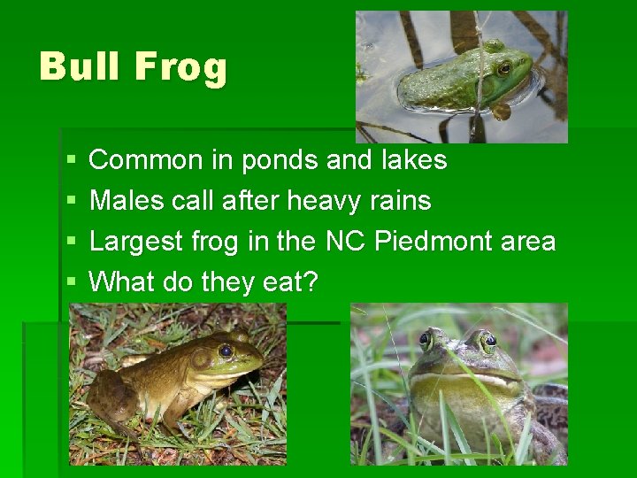 Bull Frog § § Common in ponds and lakes Males call after heavy rains