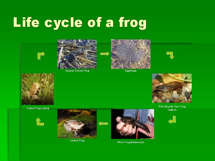 Life cycle of a frog Upland Chorus Frog Egg Mass Pine Woods Tree Frog