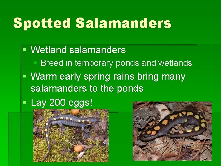 Spotted Salamanders § Wetland salamanders § Breed in temporary ponds and wetlands § Warm