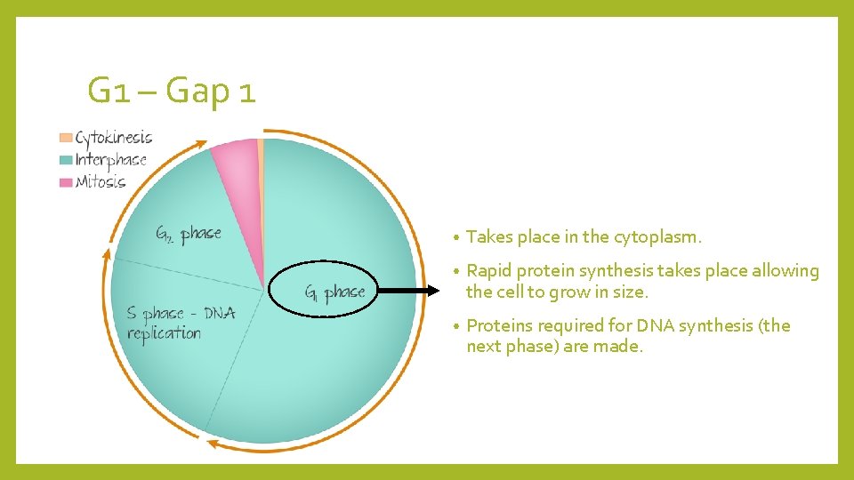 G 1 – Gap 1 • Takes place in the cytoplasm. • Rapid protein