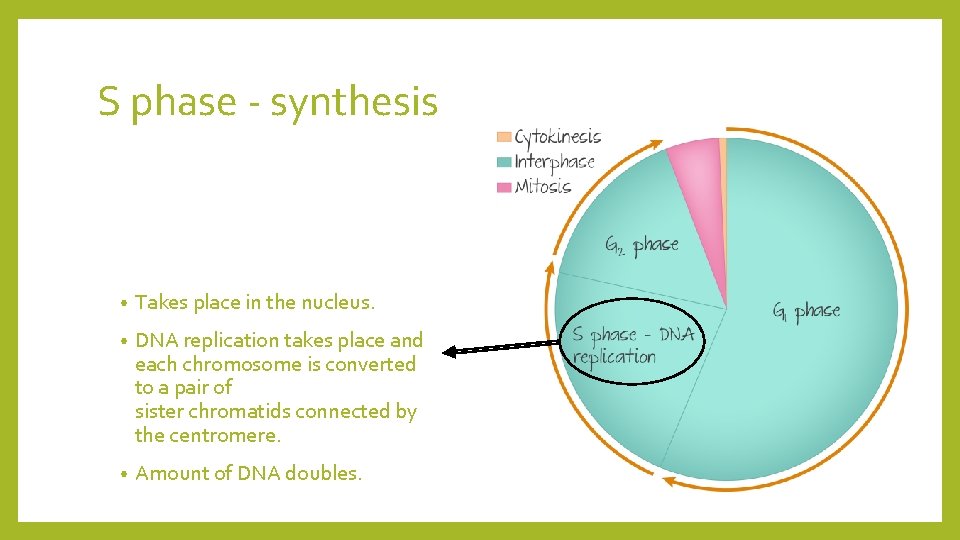S phase - synthesis • Takes place in the nucleus. • DNA replication takes